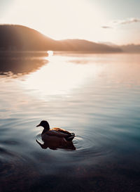 Duck swimming in a lake