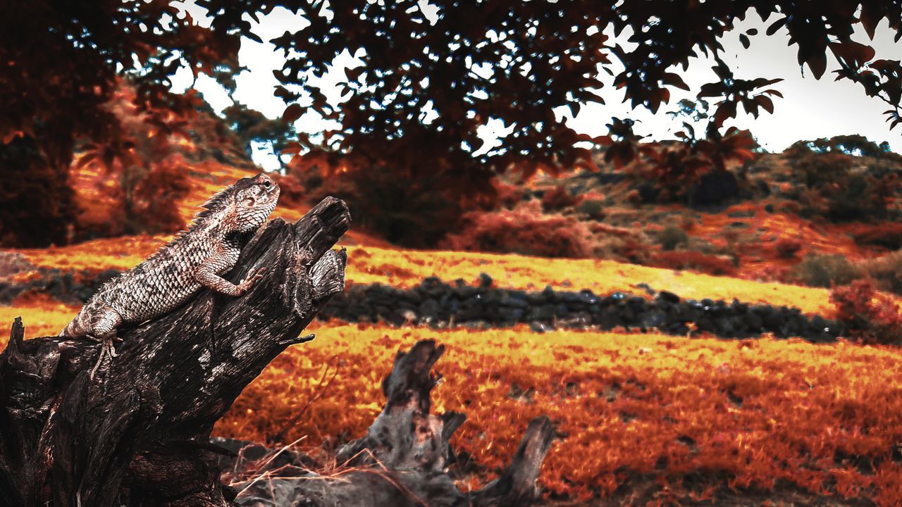 DEAD TREE ON FIELD