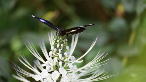 Close-up of insect on flower