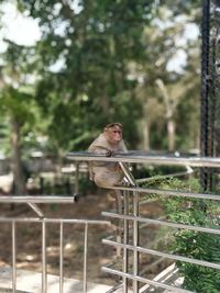 Monkey sitting on metal railing against trees