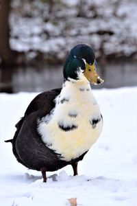 Close-up of a bird on snow