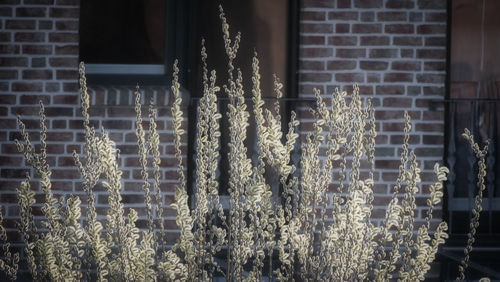 Close-up of plants against window of building