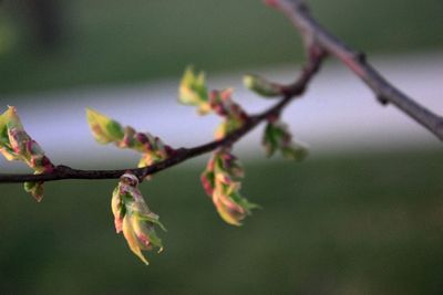 Close-up of buds on twig