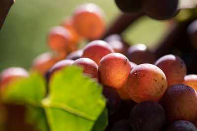 Close-up of fruits