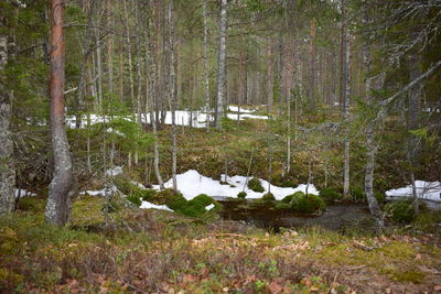 Trees by lake in forest