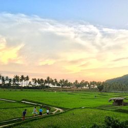 Scenic view of grassy field against sky