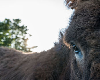 Close-up of a horse