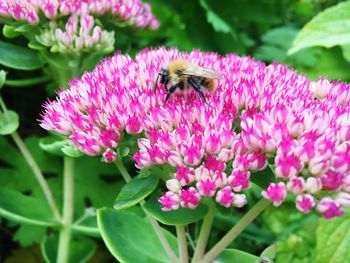 Close-up of bee on pink flowers