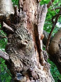 Close-up of tree trunk