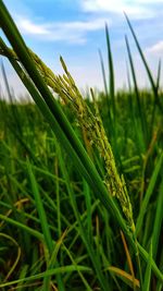 Close-up of crop growing in field