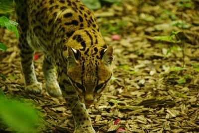 Close-up of ocelot on field