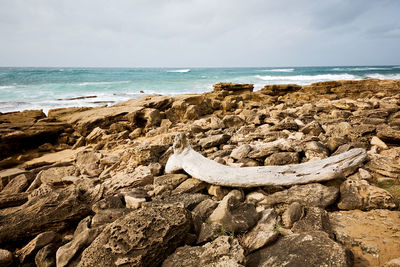 View of driftwood on beach against sky