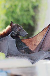 Close-up of black cat looking away