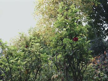 Low angle view of trees