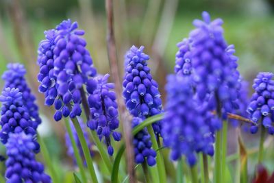 Close-up of lavender flowers