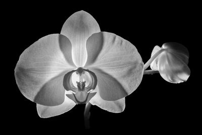 Close-up of white orchid against black background