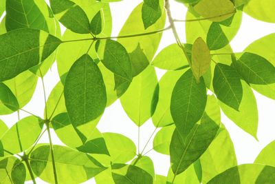Close-up of leaves against white background