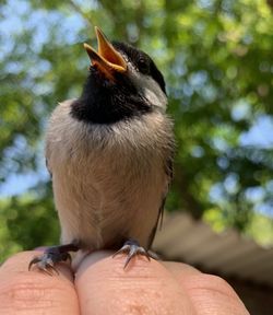 Close-up of  bird sitting on hand 