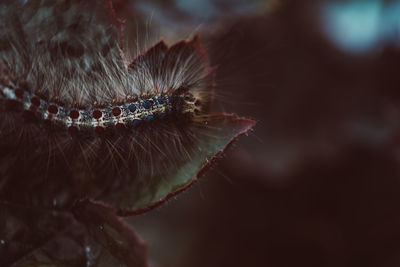 Close-up of insect on plant