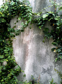 Close-up of waterfall by plants