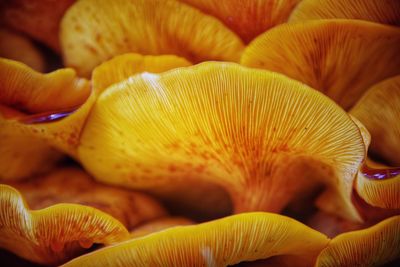 Close-up of mushrooms