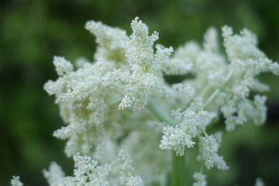 Close-up of frozen plant