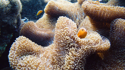 Close-up of coral in sea