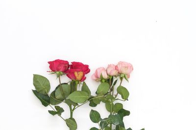 Close-up of rose against white background