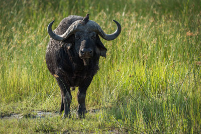 Bird perching on head of cape buffalo