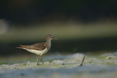 Close-up of bird perching on a land