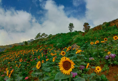 Scenic view of sunflower field against sky