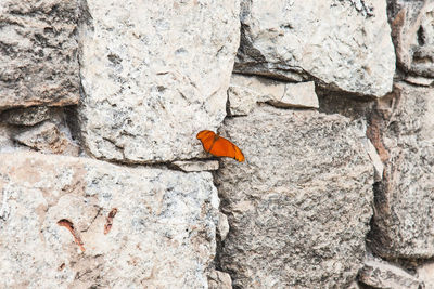 Close-up of butterfly on rock