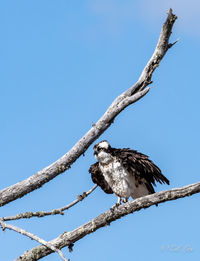 Low angle view of osprey perching on branch against sky