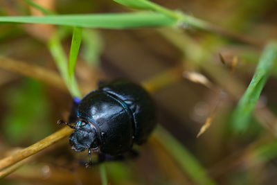 Close-up of insect