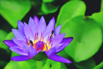 Close-up of bee pollinating on purple flower