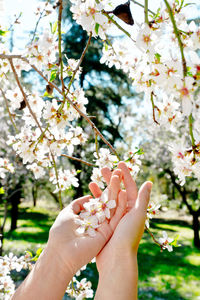 Cropped hand of woman holding cherry blossom