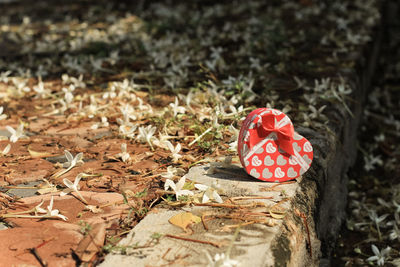 High angle view of mushroom growing on field