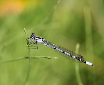 Close-up of insect on blade of grass