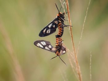 Close-up of butterfly