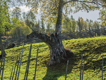 Trees on field