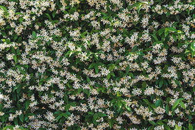 High angle view of flowering plants on field