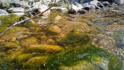Plants growing on tree trunk