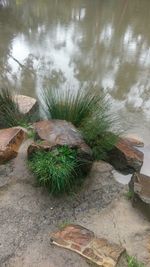 High angle view of plants growing in water