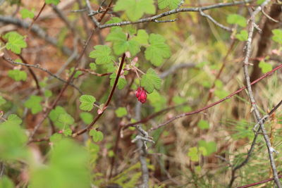 Close-up of berries on tree branch in forest