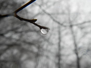 Close-up of drop on branch