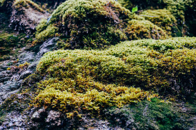 Closeup of moss in forest