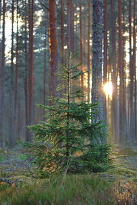 Scenic view of forest