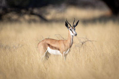 View of deer standing on field