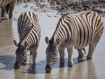 Zebras at riverbank