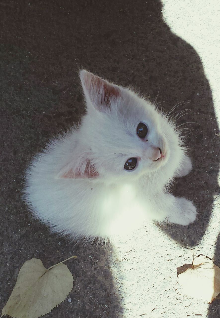 one animal, animal themes, pets, domestic cat, domestic animals, cat, mammal, high angle view, feline, white color, whisker, close-up, looking away, sitting, no people, white, portrait, outdoors, relaxation, day